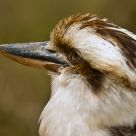 Kookaburra