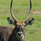 Male Waterbuck