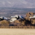 Flyby