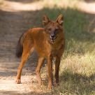 Dhole, the Indian Wild Dog