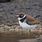 Charadrius semipalmatus