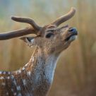 Stag in Velvet
