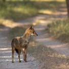 Jackal on the path
