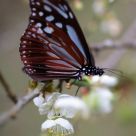 Prunus mume + Butterfly