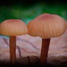 Small yet beautiful