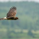 Hunter ... Northern Harrier