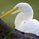 Egret