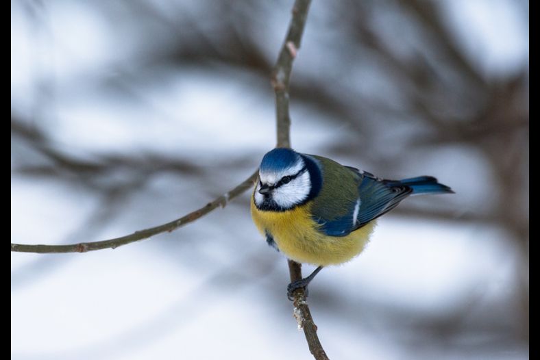 Blue Tit Watching