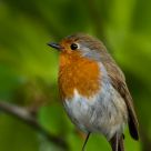 Robin