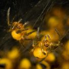 Baby Spiders