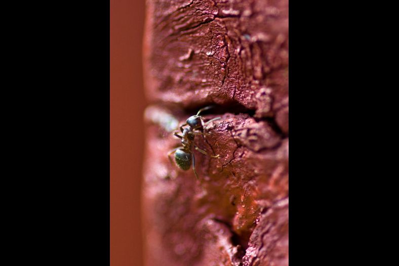 Ant
