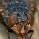 Another Fly