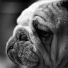 Wilma