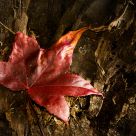 Leaf on Bark