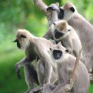 Monkey Tree