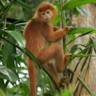 Monkey Pose