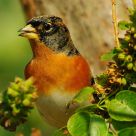 Brambling