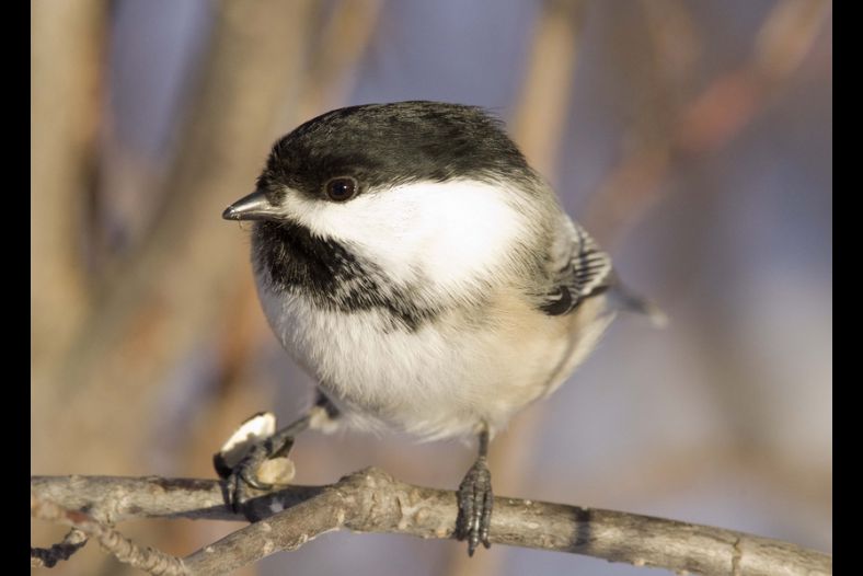 Chickadee
