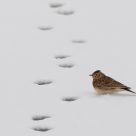 Sky lark with big feet.