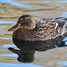 Justa Duck