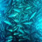 Fish Frenzy
