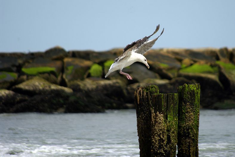 landing