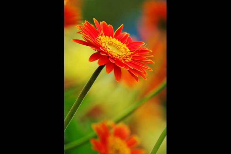 Red Orange Chrysanthemum
