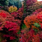 Red Autumn