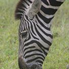 Zebra Portrait