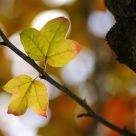 Leaf in Autumn