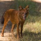 Dhole, the Indian Wild Dog