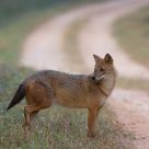 Jackal