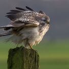 European Buzzard