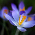Flower in spring