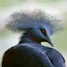 Maroon-Breasted Crowned Pigeon