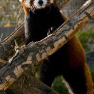 Red Panda