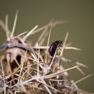 Beetle