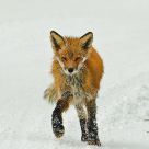 A winter walk for a Red Fox