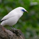 Widelife - Leucopsar Rothschildi