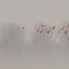 Greylag Goose in morning fog.