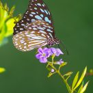 Blue Tiger Butterfly
