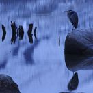 Heron