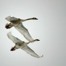 swan