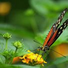 Jardins des Papillons - Alsace