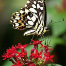 Jardins des Papillons - Alsace