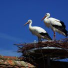 Alsace stork