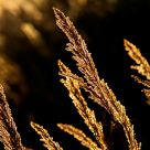 golden light