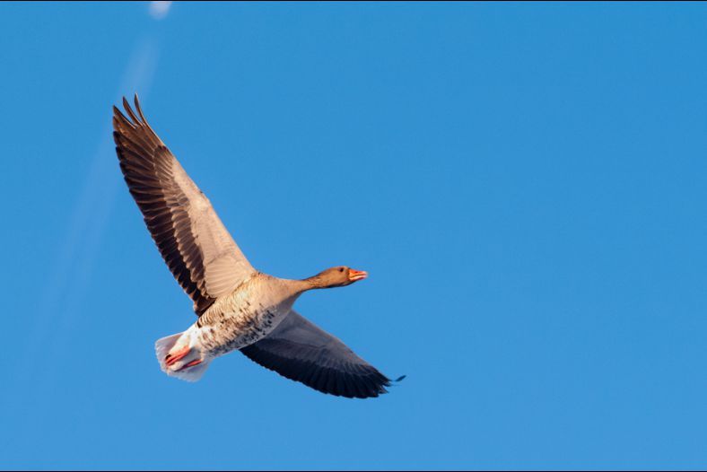 Greylag Goose