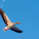 Greylag Goose