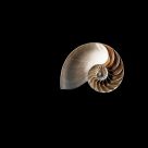 A Shell